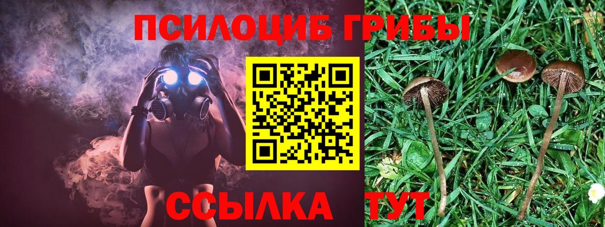 Галлюциногенные грибы мицелий  Псилоцибиновые грибы Magic Shrooms  Вход с VPN  Бердск 